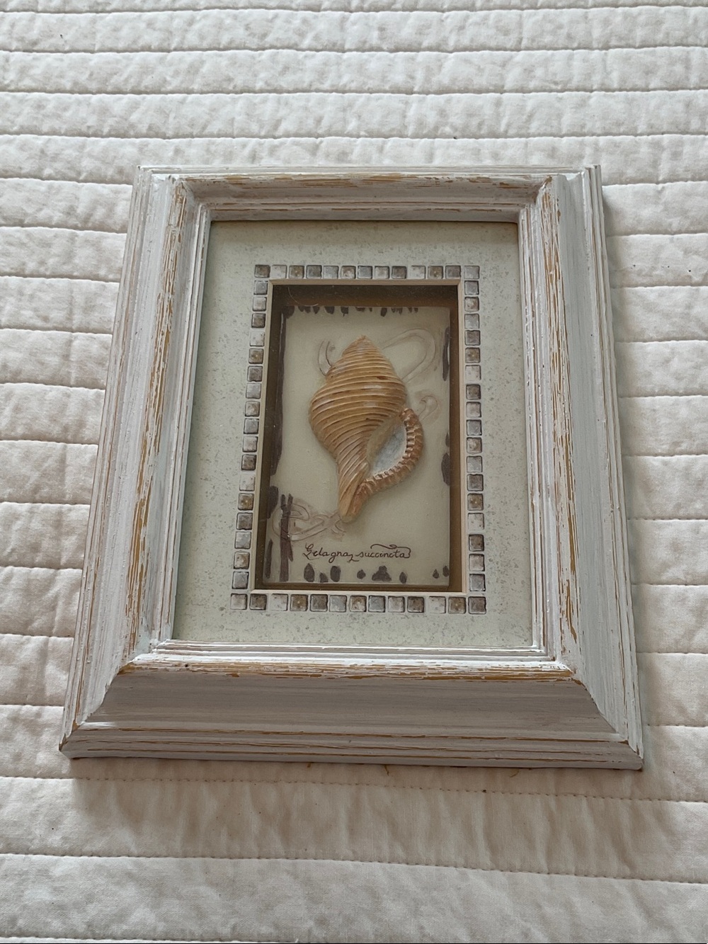 Vintage 2004 Charlene Audrey “Gelagna Succincta” Coastal Shadowbox Wall Art